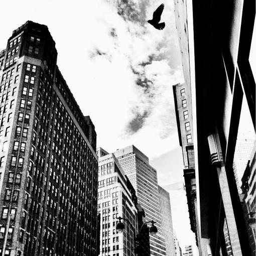freedom-bird-and-skyscrapers-new-york-city-vivienne-gucwa